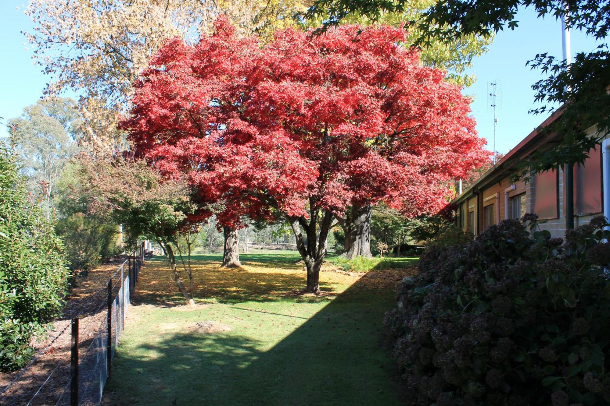 Buffalo Motel And Country Retreat Porepunkah Exterior foto